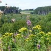 bloemen/uitzicht/tuin